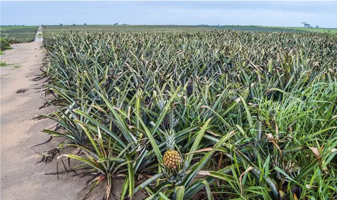 Plantação de Abacaxi em Marataízes — vista panorâmica das extensas plantações no litoral sul do ES